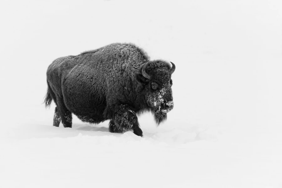 Bison dans la neige en hiver dans le Yellowsone.