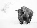 Bison dans la neige en hiver dans le Yellowsone.