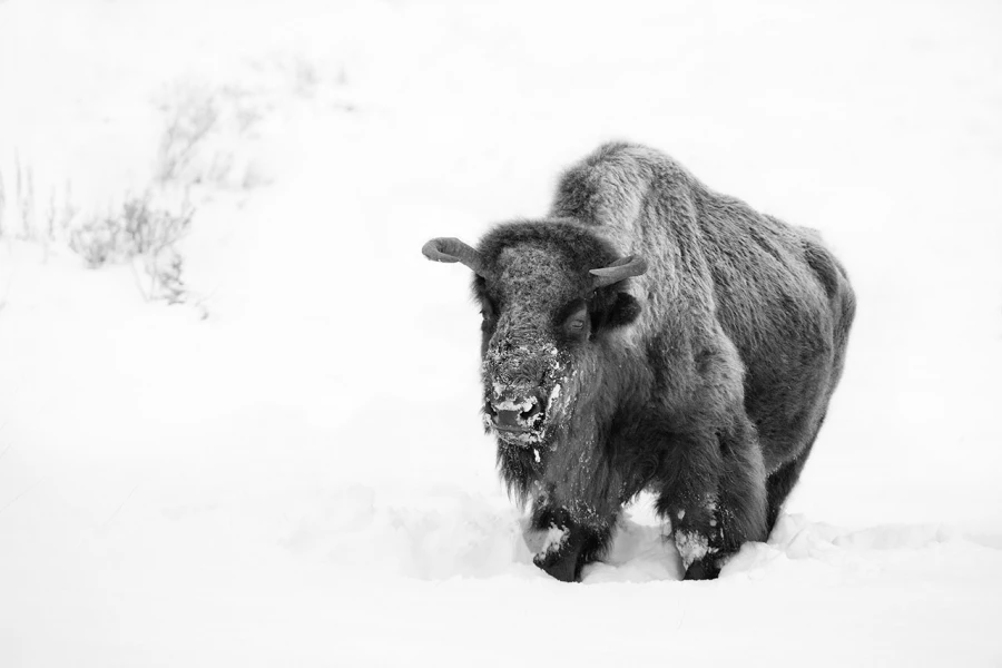 Bison dans la neige en hiver dans le Yellowsone.