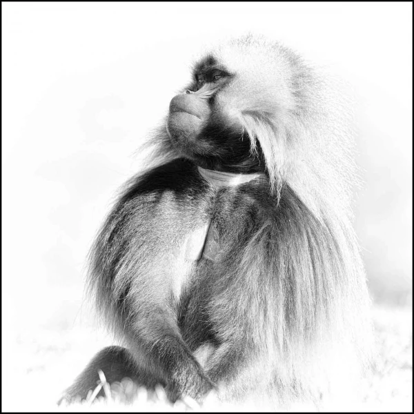 Gelada in Ethiopia in black and white