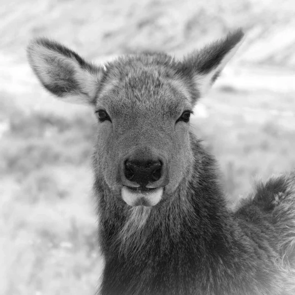 Biche wapiti au Yellowstone dans la neige en hiver.