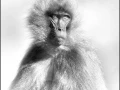 Gelada in Ethiopia in black and white