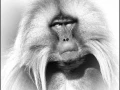 Gelada in Ethiopia in black and white