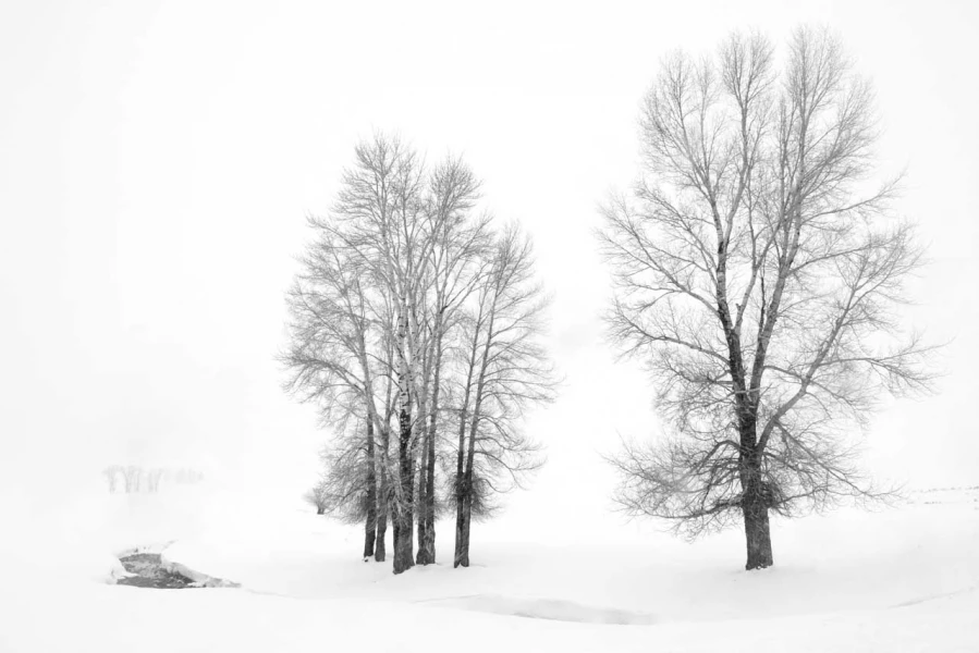 Paysage enneigé du Yellowstone en hiver.
