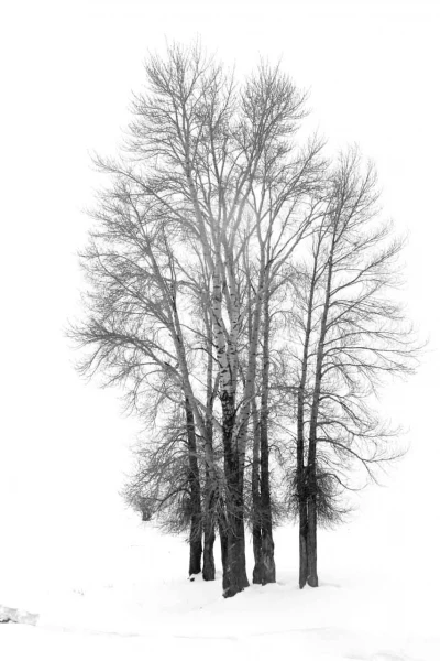 Paysage enneigé du Yellowstone en hiver.