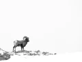 Photographie animalière en high key.