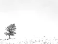 Paysage enneigé du Yellowstone en hiver.