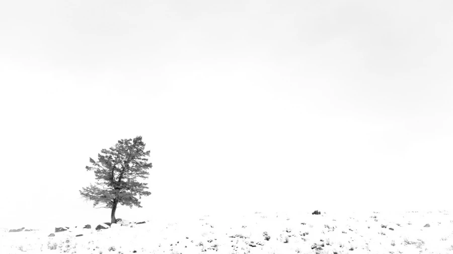 Paysage enneigé du Yellowstone en hiver.