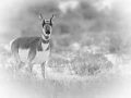 Photographie animalière en high key.