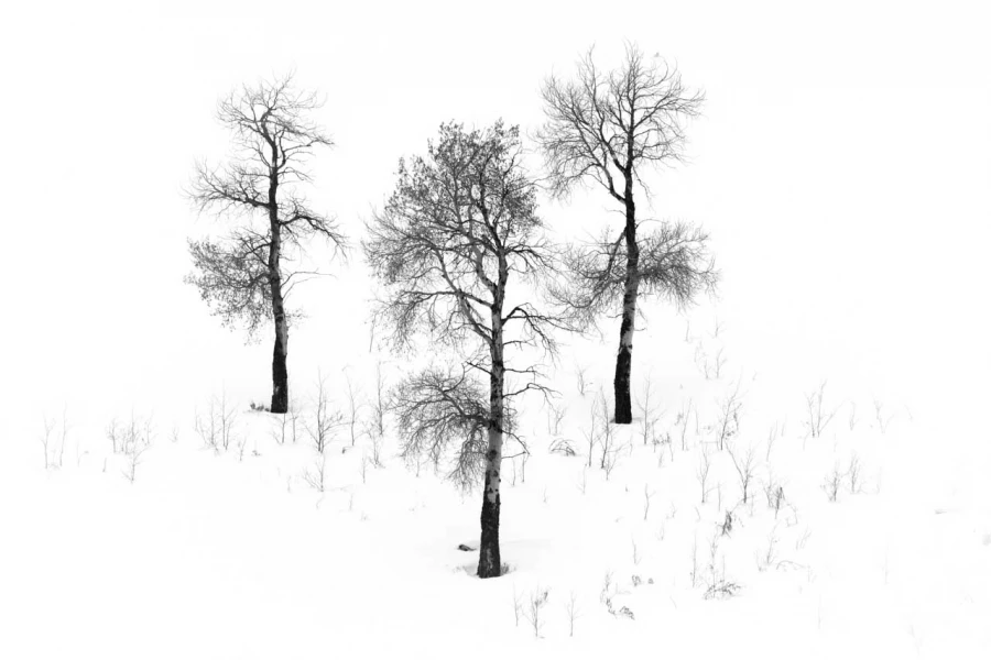 Paysage enneigé du Yellowstone en hiver.