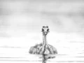 Photographie animalière en high key.