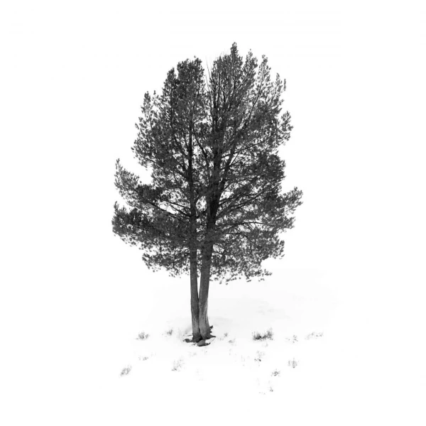 Paysage enneigé du Yellowstone en hiver.