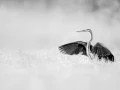 Photographie animalière en high key.
