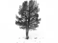 Snowy landscape of yellowstone in winter.