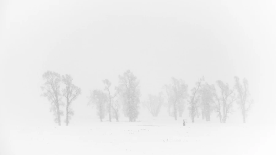 Paysage enneigé du Yellowstone en hiver.