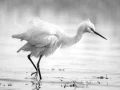 Photographie animalière en high key.
