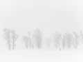 Snowy landscape of yellowstone in winter.