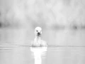 Photographie animalière en high key.