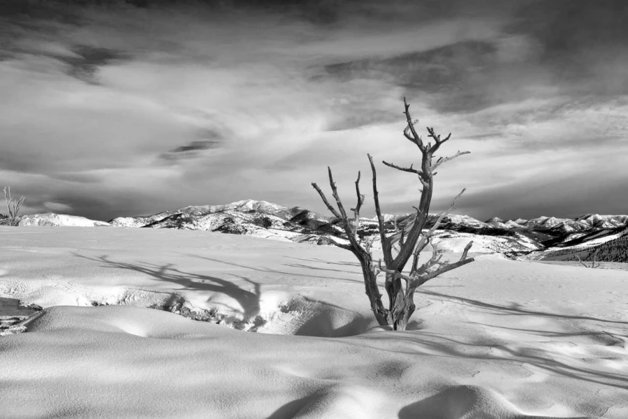 Paysage enneigé du Yellowstone en hiver.