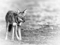 Photographie animalière en high key.