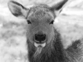 Wapiti doe in the snow in Yellowstone in Winter.