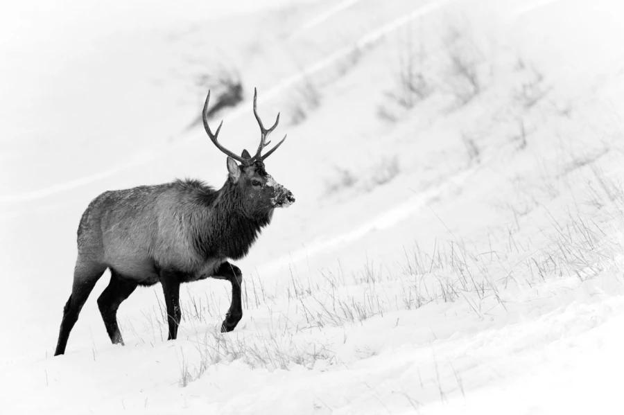 Cerf wapiti au Yellowstone dans la neige en hiver.