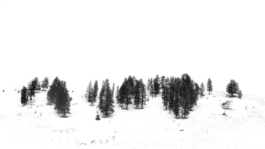 Paysage enneigé du Yellowstone en hiver.