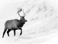 Wapiti stag in the snow in Yellowstone in Winter.