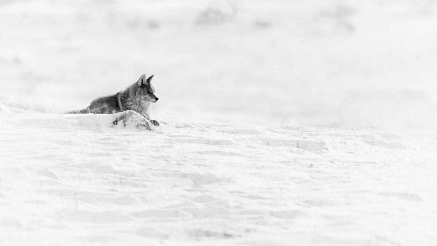 Coyote dans la neige au Yellowstone en hiver.
