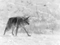 Coyote dans la neige au Yellowstone en hiver.