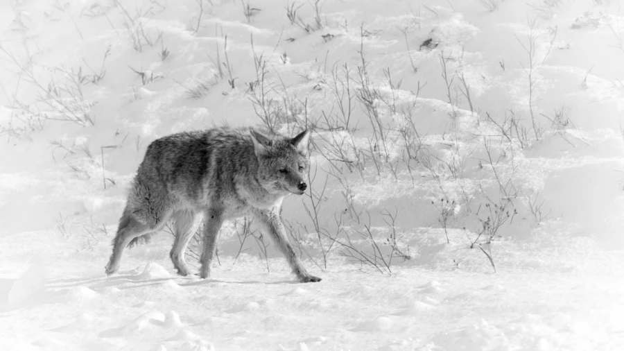 Coyote in the snow in Yellowstone in Winter.