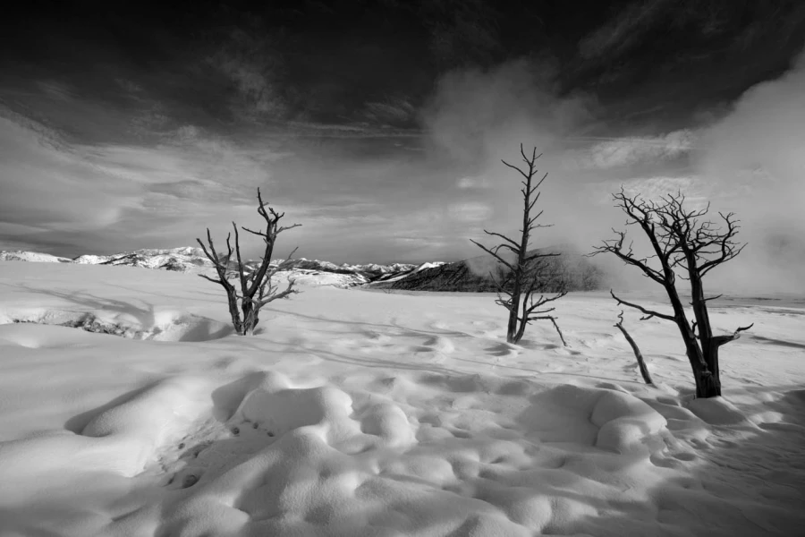 Paysage enneigé du Yellowstone en hiver.