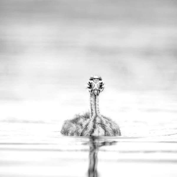 Wildlife photograph in black and white in high key.