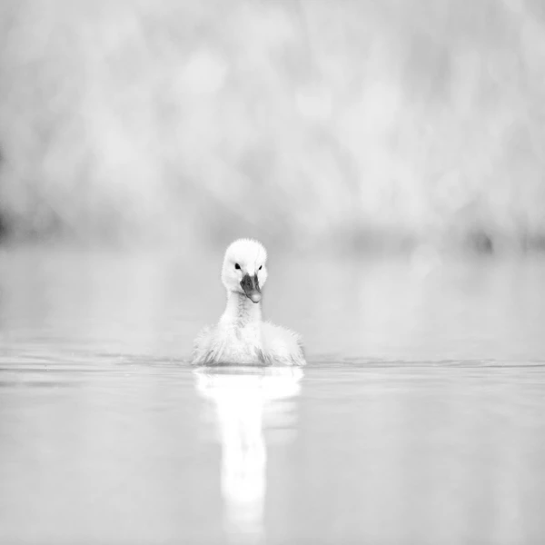 Wildlife photograph in black and white in high key.