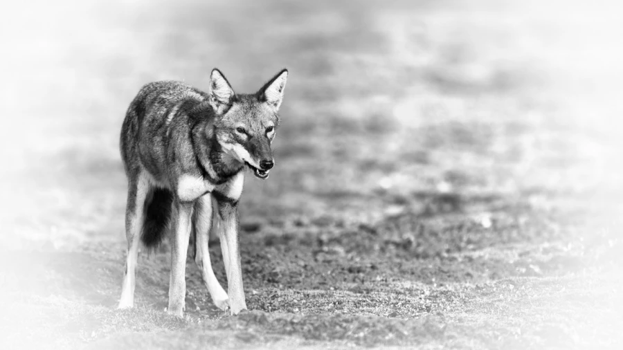 Wildlife photograph in black and white in high key.
