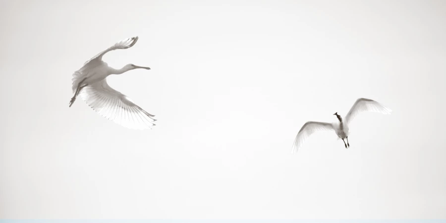 Wildlife photograph in black and white in high key.