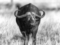 Photographie animalière en high key.