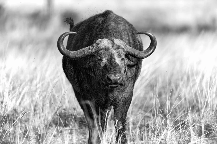Wildlife photograph in black and white in high key.