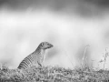Photographie animalière en high key.
