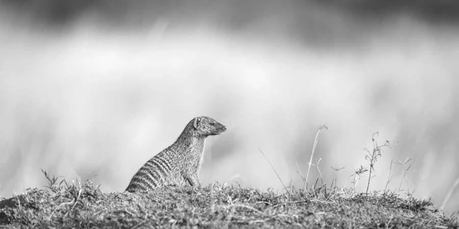 Photographie animalière en high key.