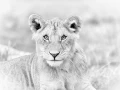 Photographie animalière en high key.