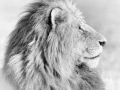 Photographie animalière en high key.
