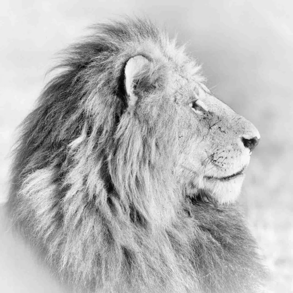Photographie animalière en high key.
