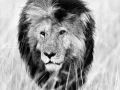 Photographie animalière en high key.