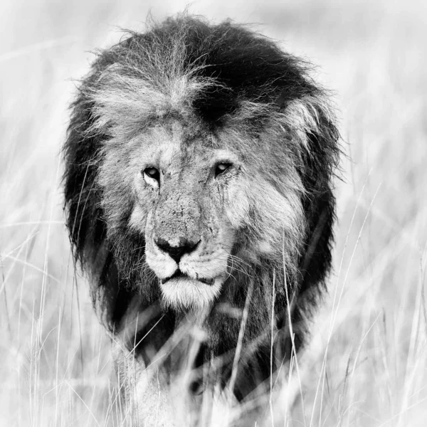 Photographie animalière en high key.