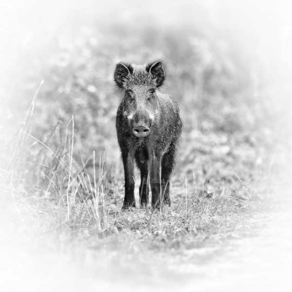 Wildlife photograph in black and white in high key.