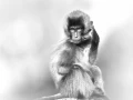 Photographie animalière en high key.