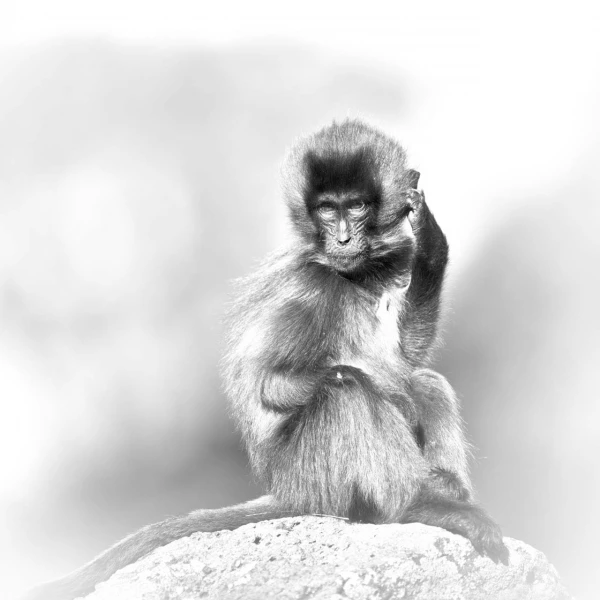 Wildlife photograph in black and white in high key.
