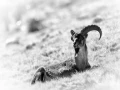 Photographie animalière en high key.