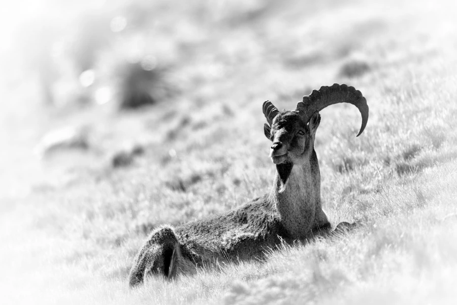 Wildlife photograph in black and white in high key.